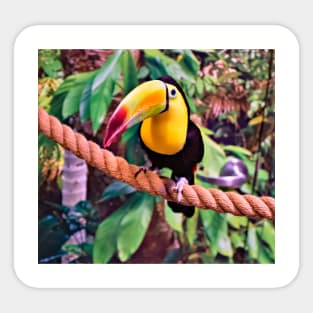 Toucan Sticker